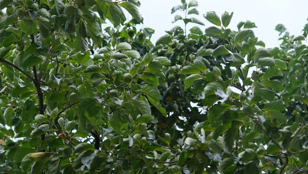 1659748529675622.jpg 640 (10).jpg